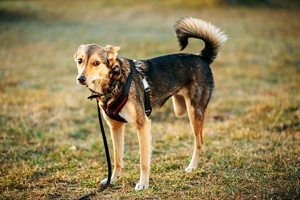 La vita di un cane a tre zampe: sfide e soluzioni