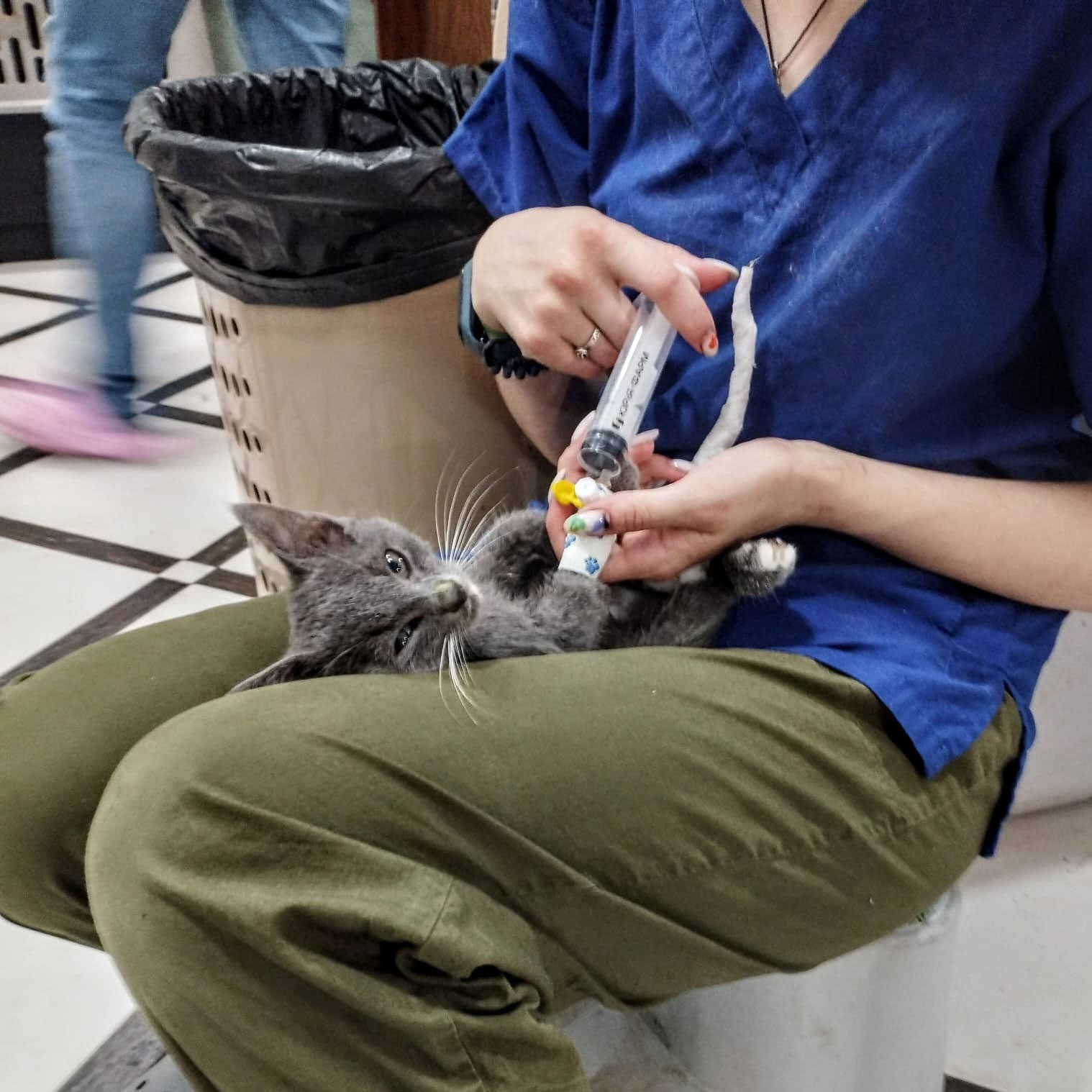 Tecnici Veterinari a Kharkiv